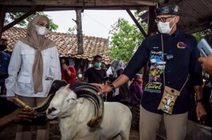 Sandiaga Uno Domba Garut