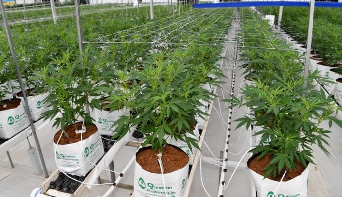 Budidaya ganja yang diatur dan dilakukan serius dapat memiliki manfaat. Darren England/AAP