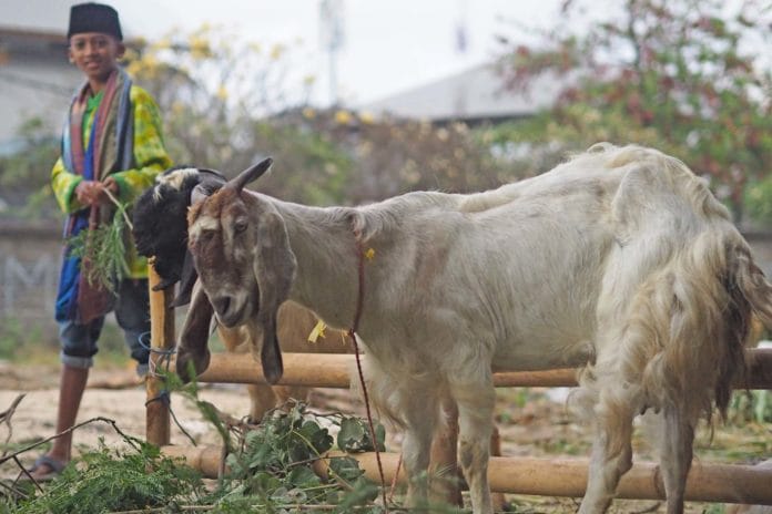Jenis, Kriteria dan Jumlah Hewan Qurban Sesuai Anjuran Rasulullah, Jangan Salah Pilih Ya