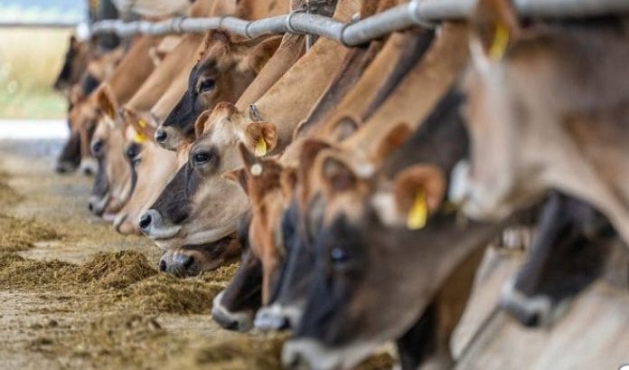 Ini Cara Aman Pilih Hewan Qurban di Tengah Wabah PMK Ini Cara Aman Pilih Hewan Qurban di Tengah Wabah PMK