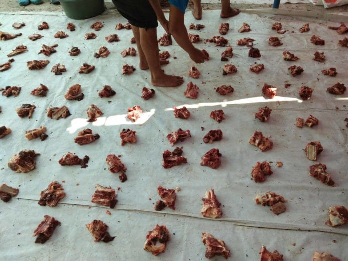 MUI Izinkan Hewan Kena Penyakit Mulut dan Kuku atau PMK Jadi Kurban, Ini Syaratnya 