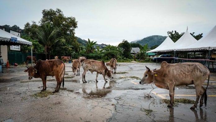 Jelang Hari Raya Iduladha tahun 2022 ini harga hewan qurban mulai naik, kenaikan harga seeokor sapi bisa mencapai Rp1-3 juta per ekor.