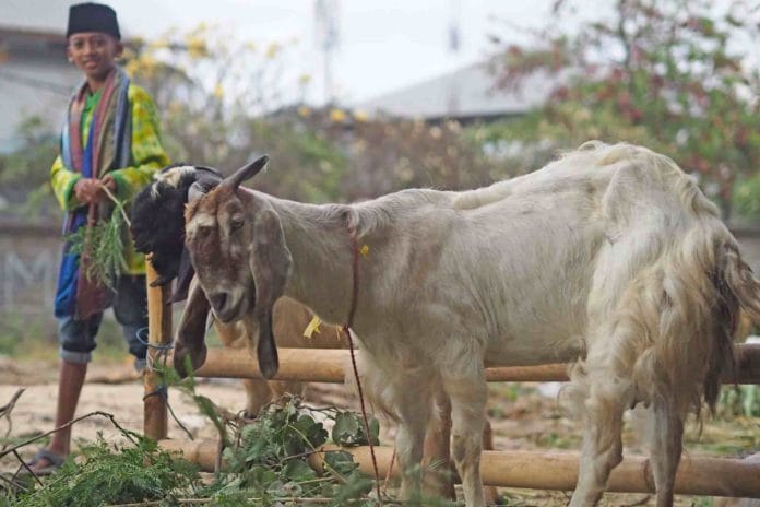 Perayaan Hari Raya Iduladha 1443 H kemungkinan akan terjadi perbedaan, antara sejumlah ormas dan pemerintah, ujar BRIN.  