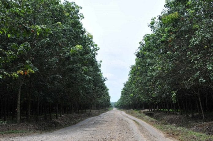 Pembentukan Subholding PTPN: Erick Thohir Harus Pastikan di Jalan dan Tangan yang Benar!/holding-perkebunan.com