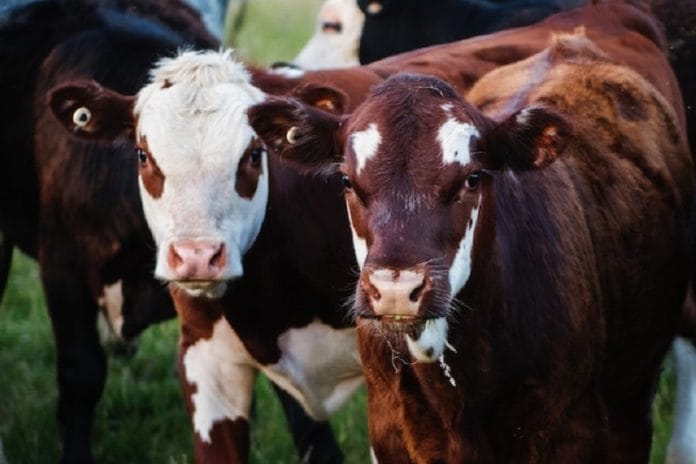 Hewan Kurban Golongan yang Berhak Menerima Daging Kurban