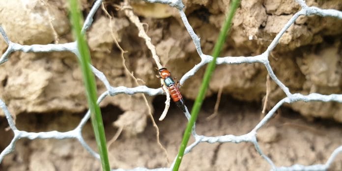 Tomcat (Paederus littoralis)