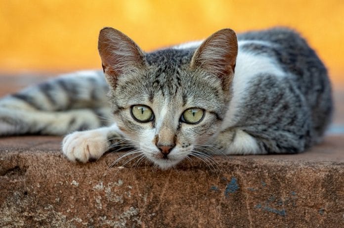 21 Kucing Peliharaan Mati Mendadak di Sunter, Polisi dan Pemprov DKI Turun Tangan Selidiki