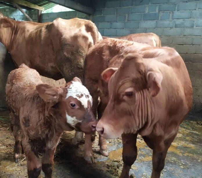 WhatsApp Image 2023-07-03 at 18.38.37 Ilustrasi sapi yang rentan terinfeksi anthrax