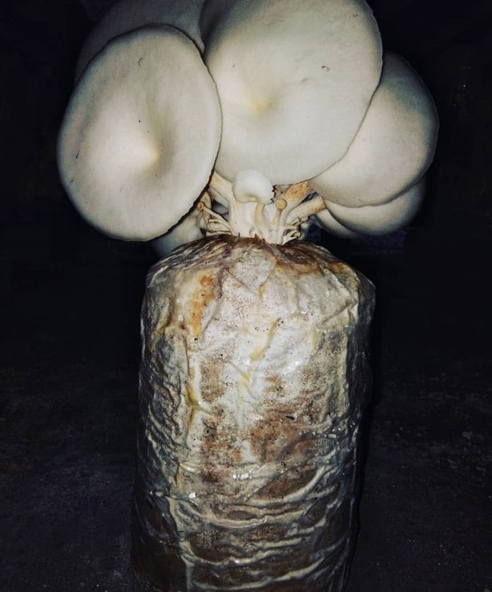 Ilustrasi jamur tiram konsumsi (Akun Instagram Budiaya Jamur Tiram)