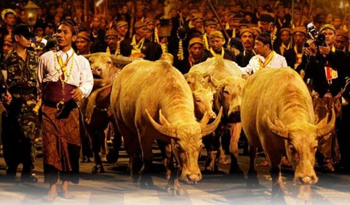 kebo-bule-kirab-malam-1-suro (1)