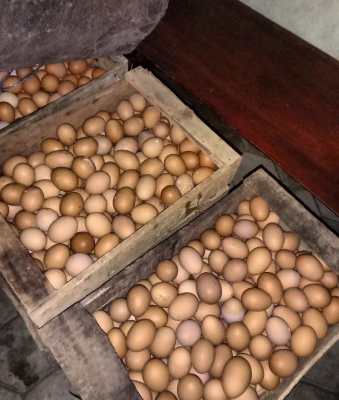 WhatsApp Image 2023-08-27 at 15.17.37 Ilustrasi telur ayam. (Akun Instagram Endoge_su)