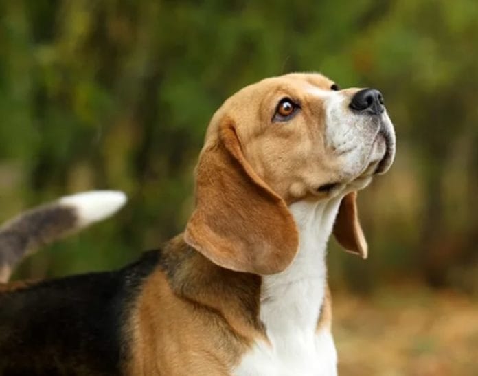 Ilustrasi Anjing sebagai salah satu hewan yang berpotensi menyebarkan Rabies.