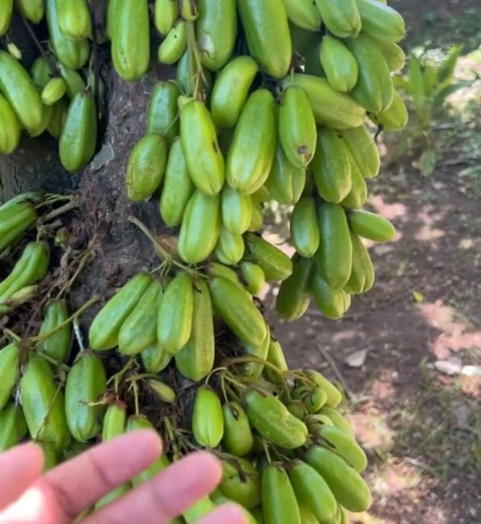 belimbingwuluh Ilustrasi belimbing wuluh (Akun Instagram hijosfarm)