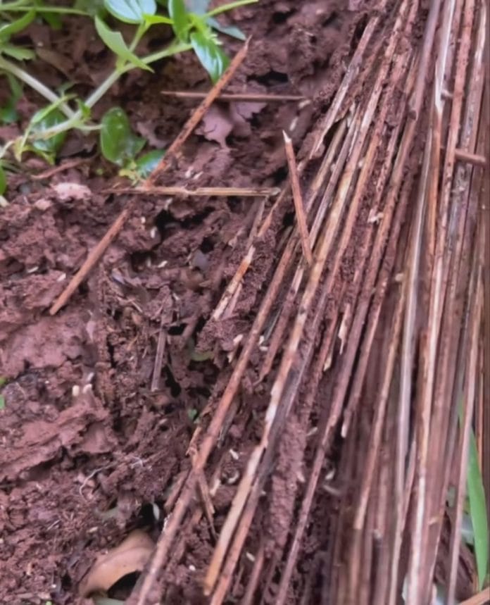 Ilustrasi rayap (Akun Instagram Fumisida)