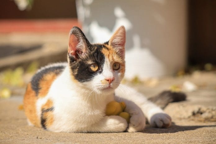 Kucing kampung cara agar bisa berak di WC