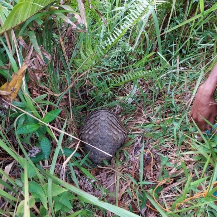 Trenggiling adalah salah satu hewan yang ditakuti ular