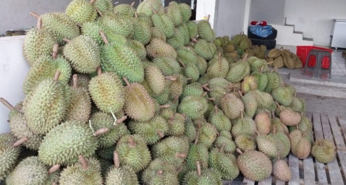 Durian Parigi Mountong