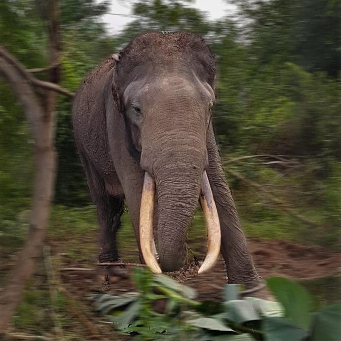 Rahman, gajah jantan di TN Tesso Nilo.