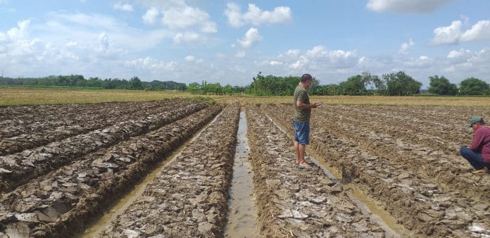 Musim tanam, cadangan beras pemerintah