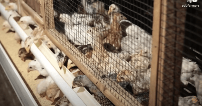 ternak ayam kampung dengan pakan maggot