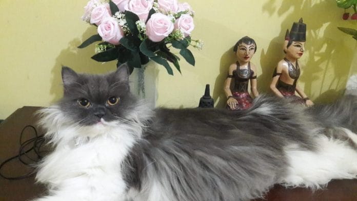 Si Bocil dan Piku Hilang, Kami Minta Bantuan Animal Communicator, Hasilnya…? Si Bocil dan Piku Hilang, Kami Minta Bantuan Animal Communicator, Hasilnya…?