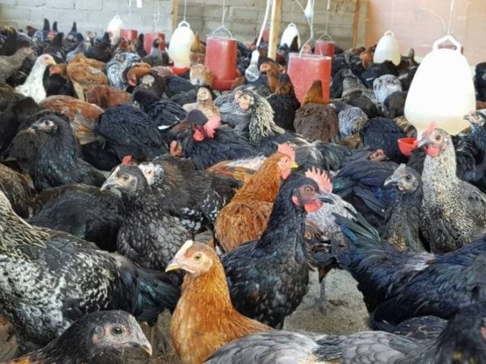 pakan alternatif ayam kampung sehat dan bergizi