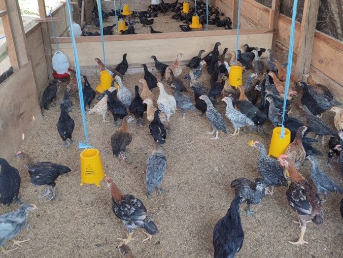 kandang ayam kampung sehat