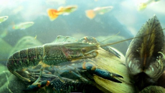 lobster air tawar cara budidaya lobster air tawar