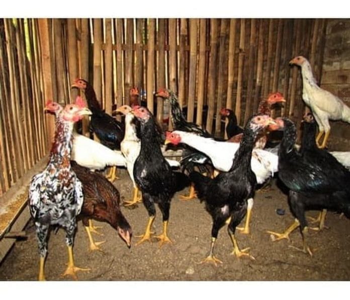 ayam kampung pakan alternatif ayam kampung