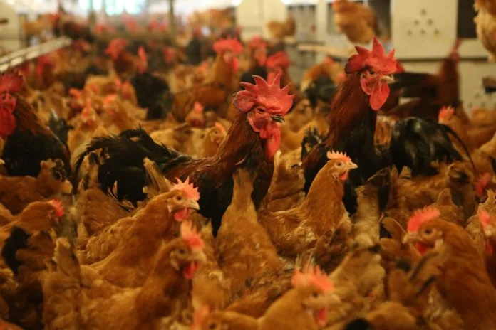 ternak ayam kampung cepat panen