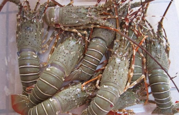 budidaya lobster air tawar kolam terpal