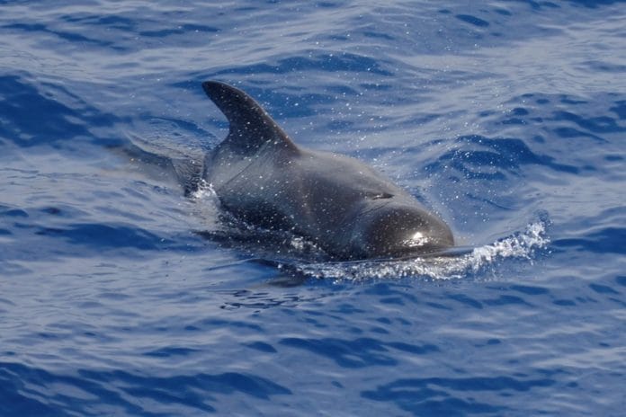Paus pemandu sirip pendek (short-finned pilot whale)